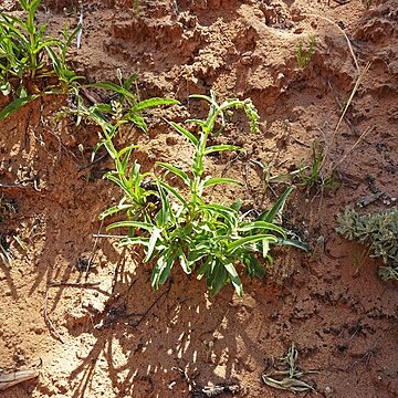 Penstemon laevis unspecified picture