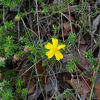 Hibbertia vestita unspecified picture