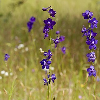 Delphinium hansenii unspecified picture