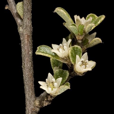 Stenanthemum intricatum unspecified picture