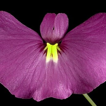 Utricularia petertaylorii unspecified picture