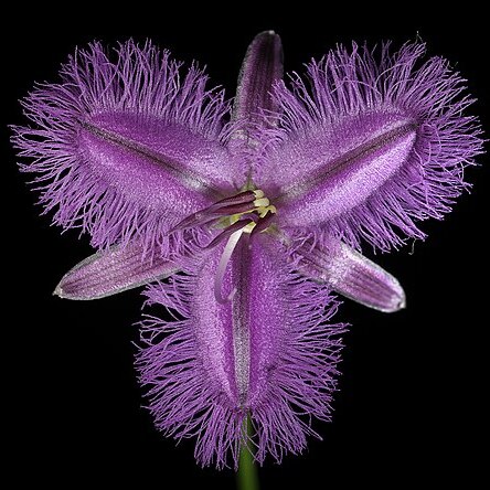 Thysanotus dichotomus unspecified picture