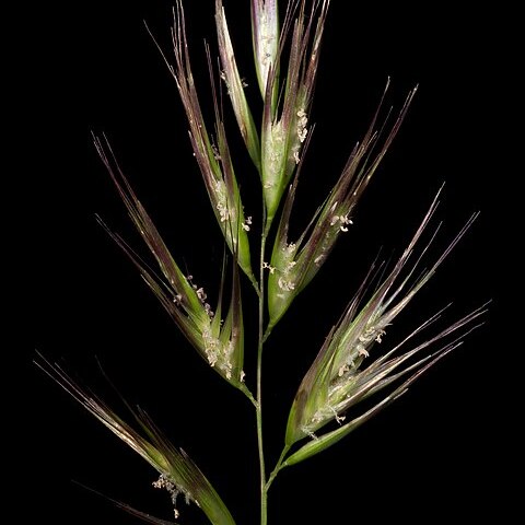 Rytidosperma caespitosum unspecified picture