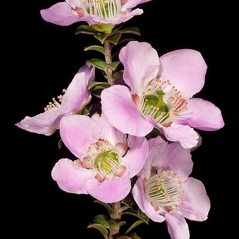 Leptospermum rotundifolium unspecified picture