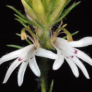 Goodenia fasciculata unspecified picture