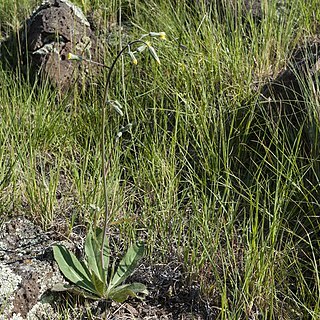 Hieracium fendleri unspecified picture