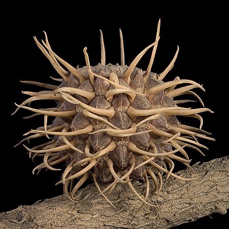 Allocasuarina spinosissima unspecified picture