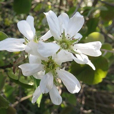 Amelanchier interior unspecified picture