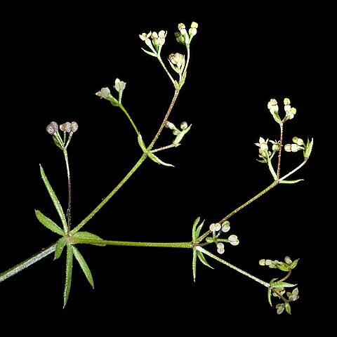 Galium divaricatum unspecified picture