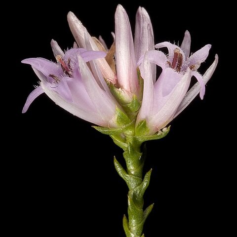 Andersonia parvifolia unspecified picture