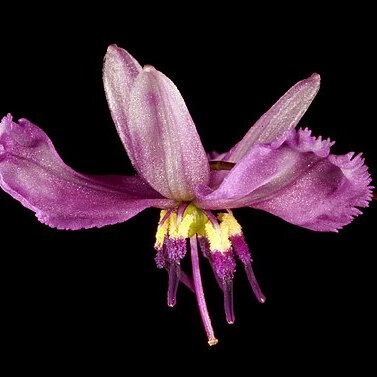 Arthropodium dyeri unspecified picture