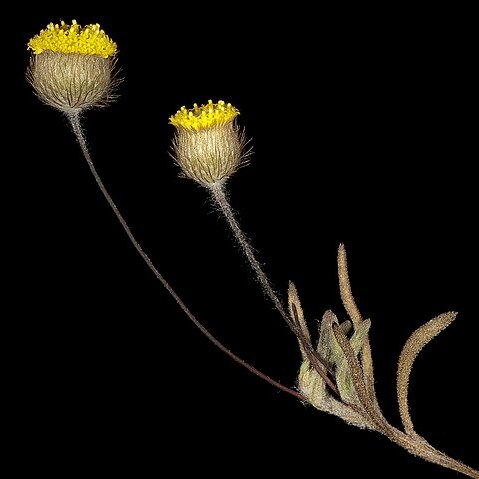 Asteridea athrixioides unspecified picture