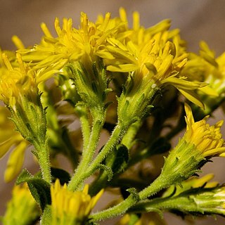 Solidago wrightii unspecified picture