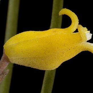 Pycnonia teretifolia unspecified picture