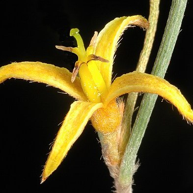 Persoonia angustiflora unspecified picture