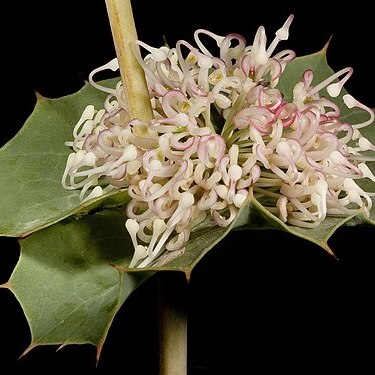 Hakea amplexicaulis unspecified picture