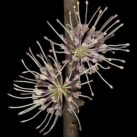 Hakea subsulcata unspecified picture