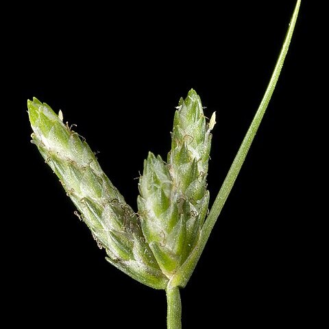 Isolepis cyperoides unspecified picture