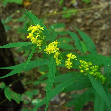 Solidago curtisii unspecified picture