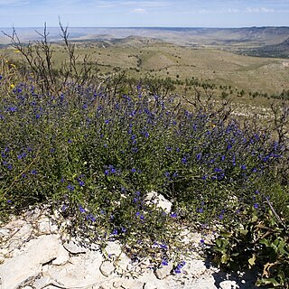 Salvia lycioides unspecified picture