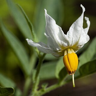 Solanum jamesii unspecified picture