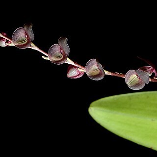 Stelis lankesteri unspecified picture