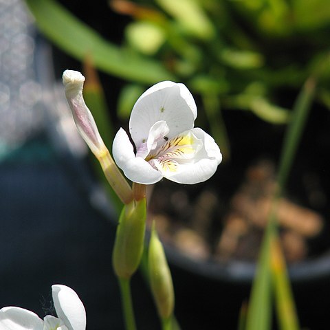 Diplarrena latifolia unspecified picture