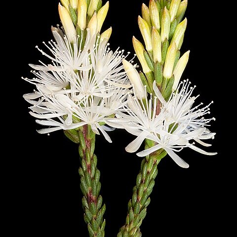 Calytrix acutifolia unspecified picture