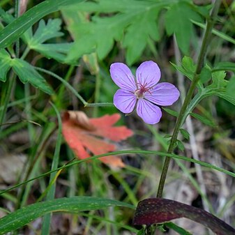 Geranium krameri unspecified picture