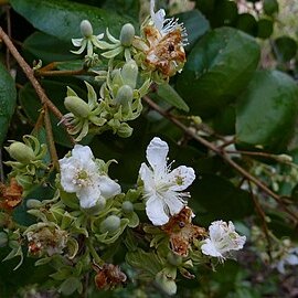 Luehea ochrophylla unspecified picture