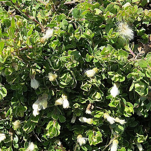 Baccharis magellanica unspecified picture