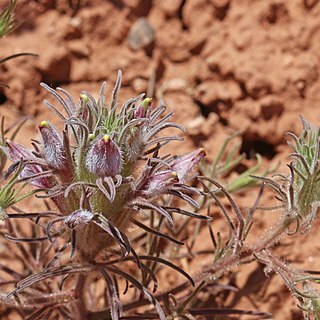 Cordylanthus kingii unspecified picture