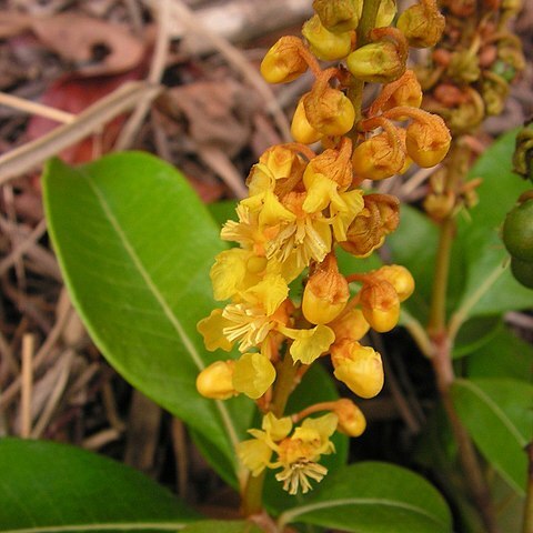 Byrsonima sericea unspecified picture