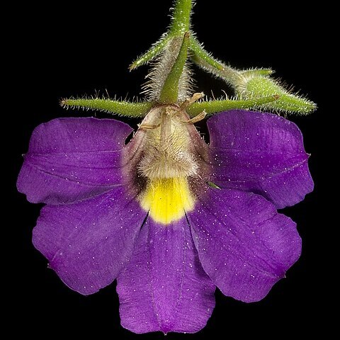 Scaevola phlebopetala unspecified picture