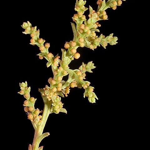 Leptomeria squarrulosa unspecified picture