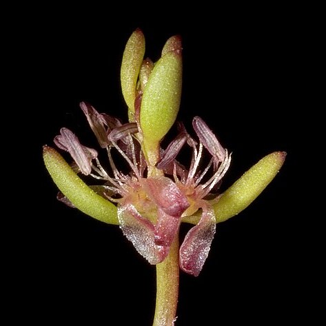 Gonocarpus paniculatus unspecified picture