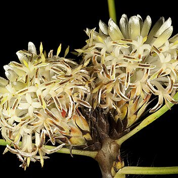 Petrophile glauca unspecified picture