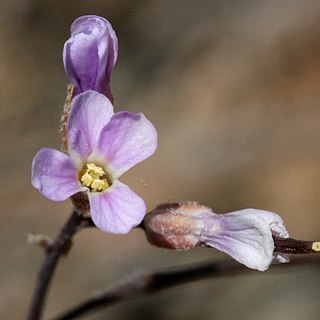 Boechera gunnisoniana unspecified picture