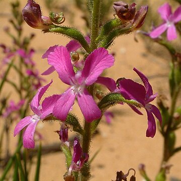 Stylidium wilroyense unspecified picture