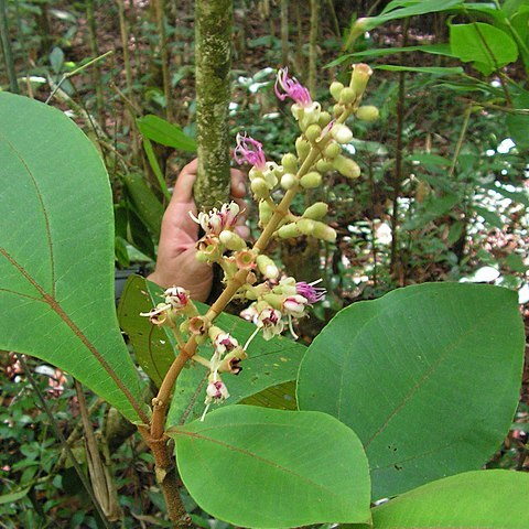 Miconia tomentosa unspecified picture