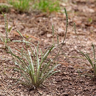 Plantago argyrea unspecified picture