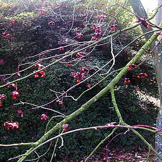 Euonymus oxyphyllus unspecified picture