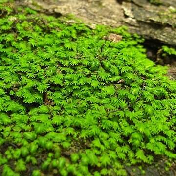 Fissidens subbasilaris unspecified picture