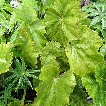 Begonia emeiensis unspecified picture