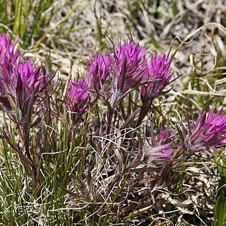 Castilleja haydenii unspecified picture