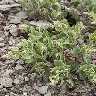 Atriplex saccaria unspecified picture