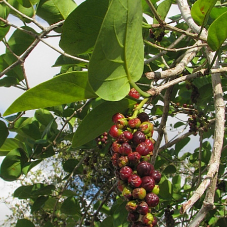 Coccoloba laevis unspecified picture