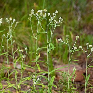 Pseudognaphalium macounii unspecified picture