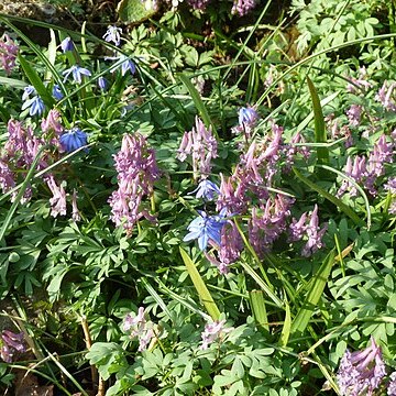 Corydalis sibirica unspecified picture