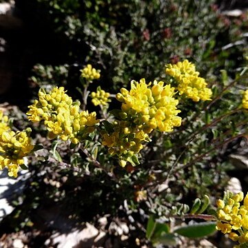 Alyssum alpestre unspecified picture